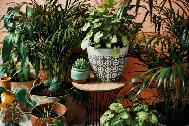 Safely Move Plants to Your New Home: A Moving Plant Guide